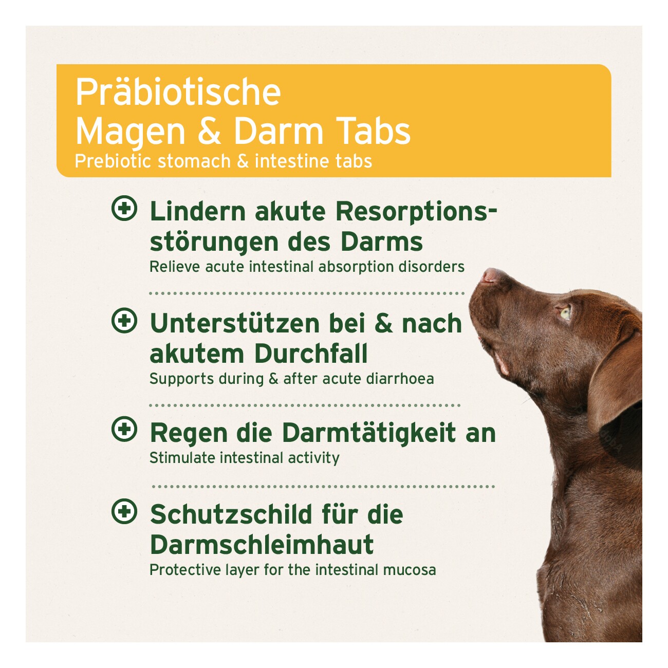 AniForte Plus Magen & Darm 90 Tabletten