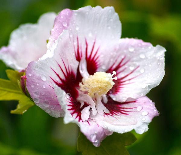 Hibiskus 'China Chiffon®' - Garten-Eibisch