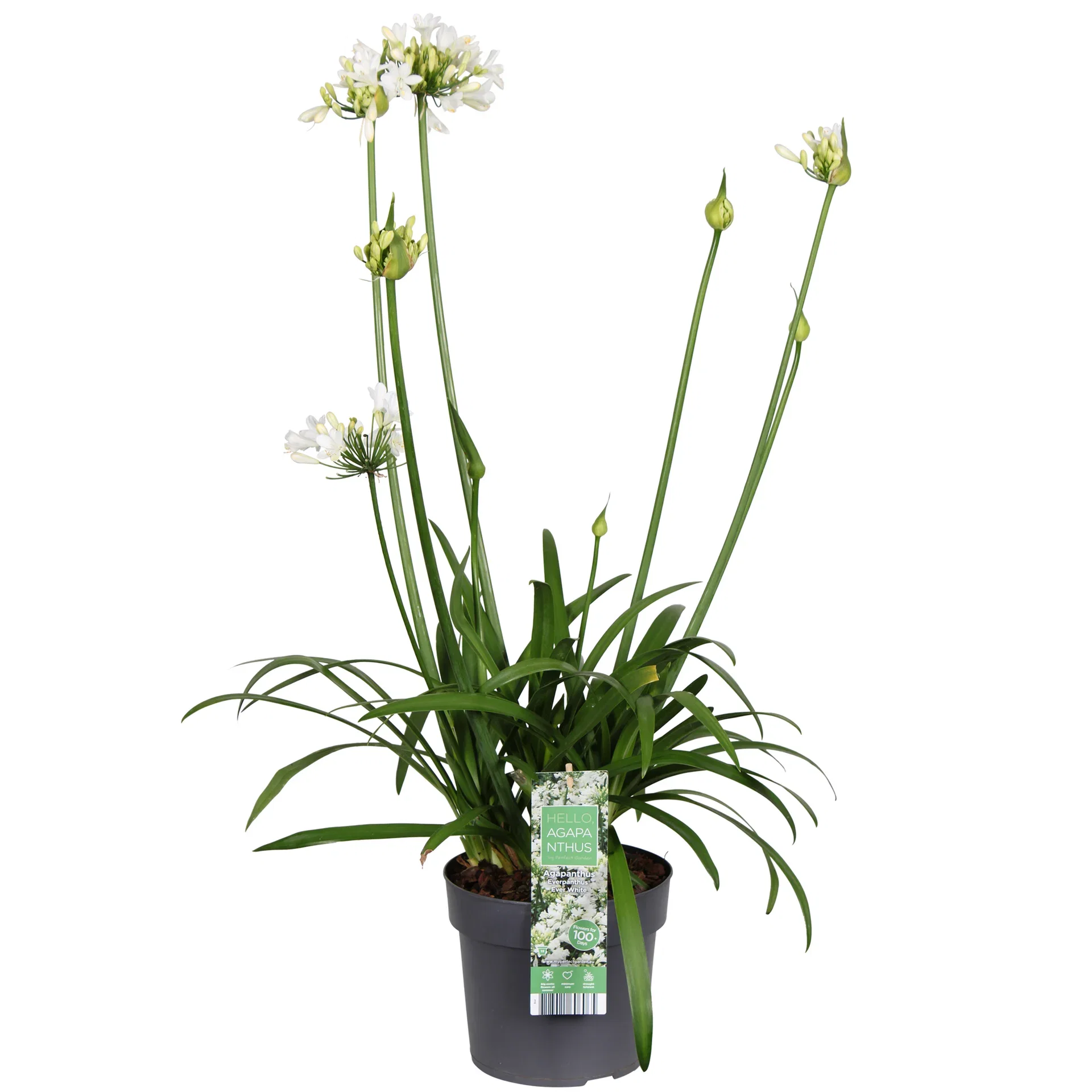 Agapanthus 'Ever White' Afrikas blå lilje 'Ever White' Ø19 cm