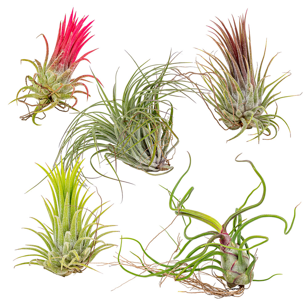5x tillandsia mix - plantes aériennes - plante d'intérieur - facile d'entretien