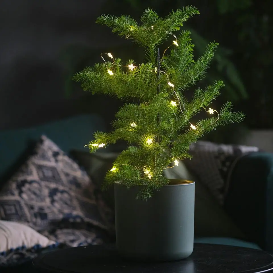 Kamerden - Araucaria heterophylla - Hoogte 50-60cm - ⌀17cm