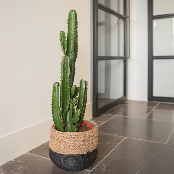 Euphorbia acrurensis - pot D24cm