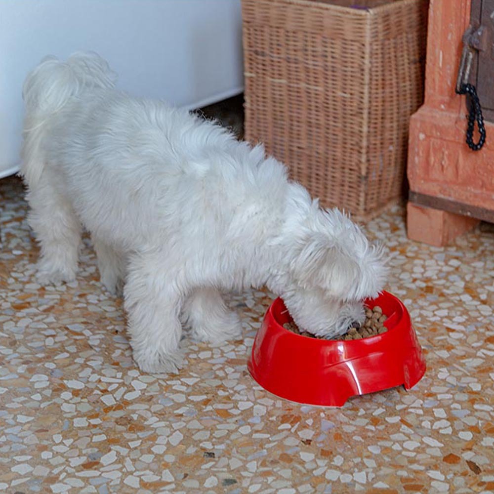 Écuelle anti-glouton pour petits chiens en plastique magnus slow small, 0,5 litres, plastique anti-dérapant