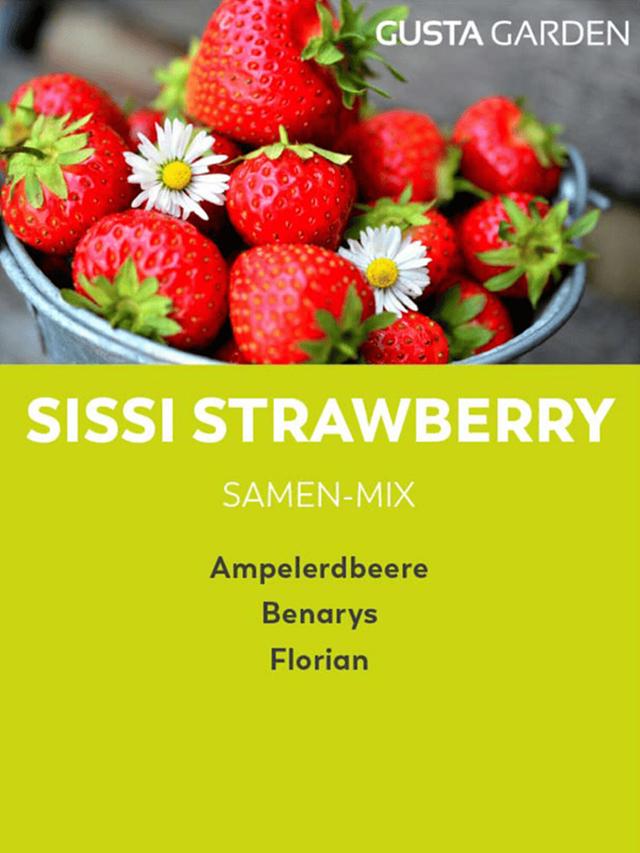 Erdbeeren Starter-Set