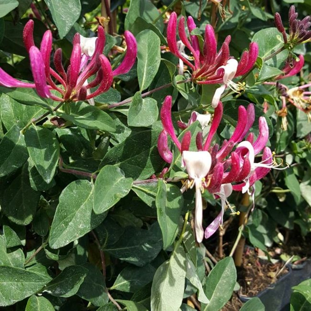 Chèvrefeuille 'caprilia'® imperial ('inov86') - lonicera periclymenum 3l