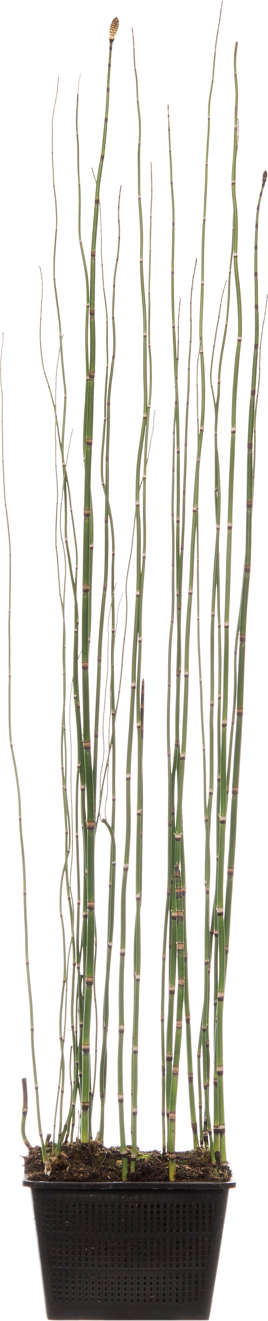 Japanse holpijp (Equisetum japonicum) D 18 H 30 cm
