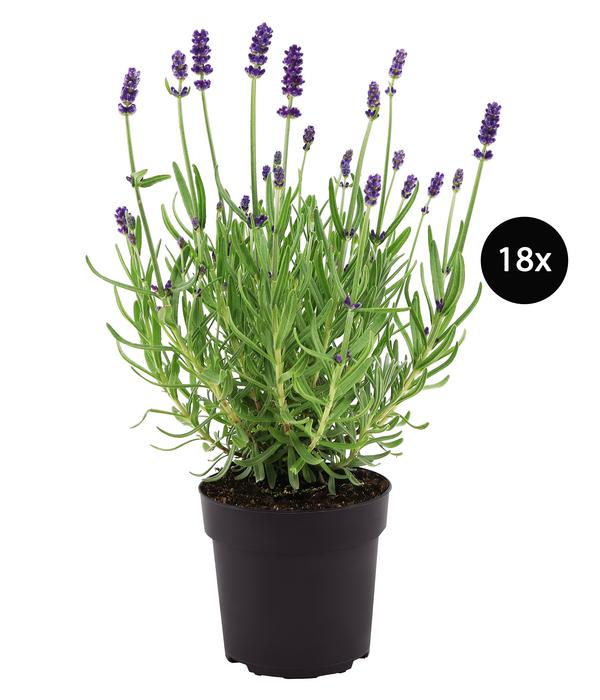 Duftlavendel, 18er-Set