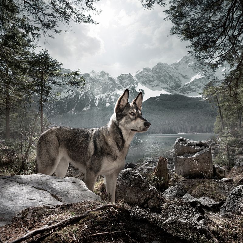Dummy avec dragonne Wolf of Wilderness