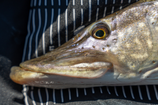 Toise Ultimate Predator 130cm