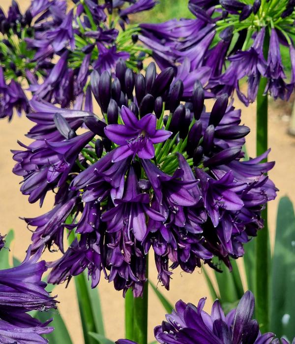 Schmucklilie 'Black Jack', Landlust Kollektion
