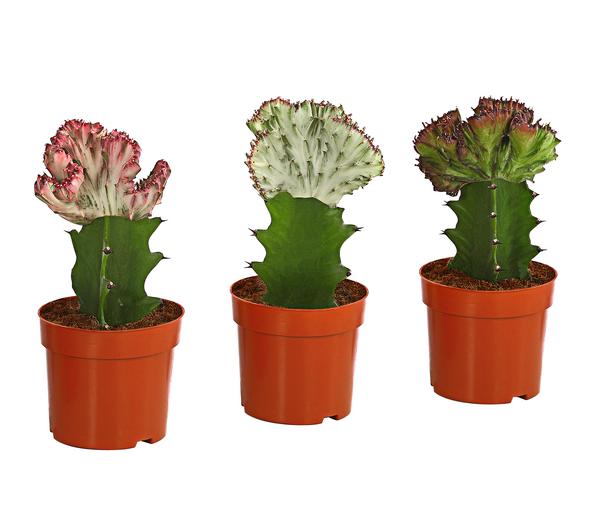 Korallen-Wolfsmilch - Euphorbia lactea,