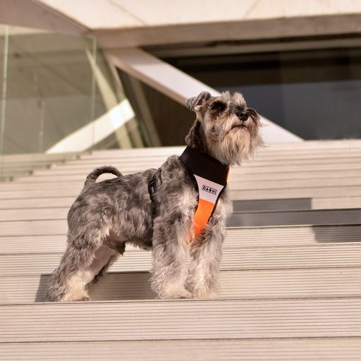 Coleira para cães Dashi Neo Mesh Stripes Laranja e Preta