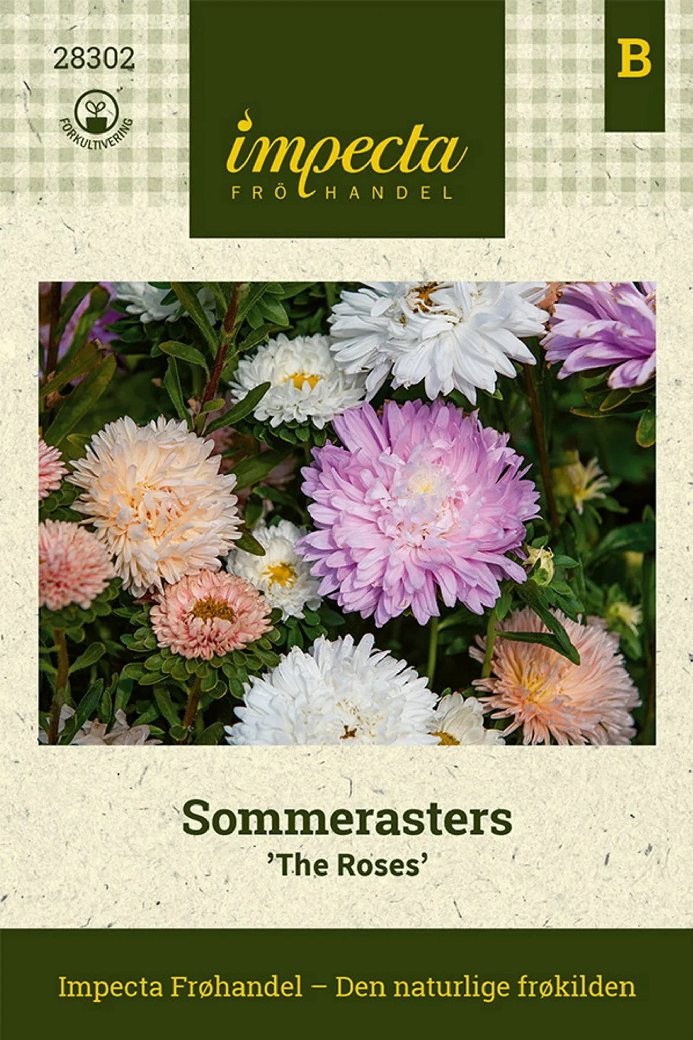 Callistephus chinensis 'The Roses' Sommeraster 'The Roses'