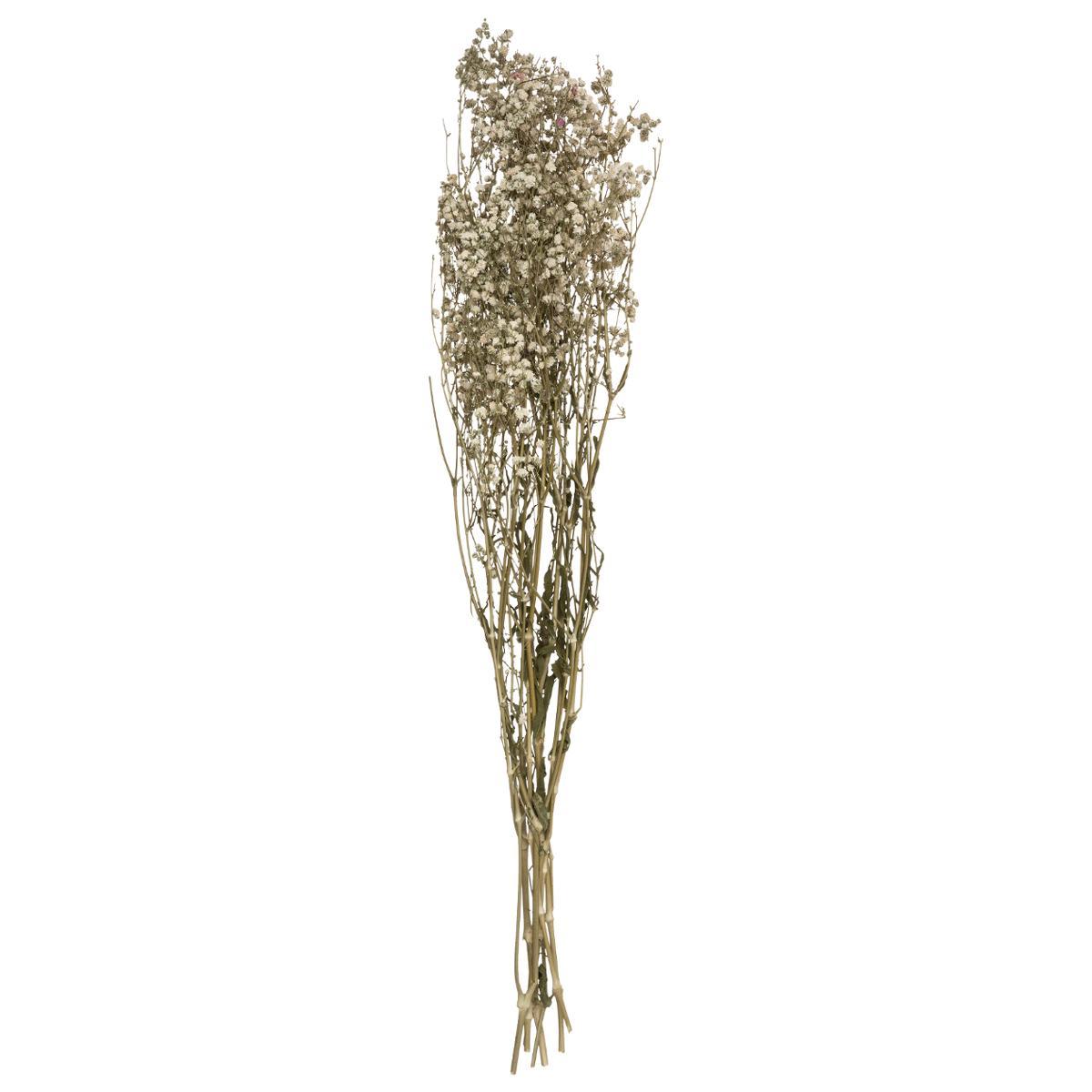 GYPSOPHILE NATUREL SECHE H.58CM