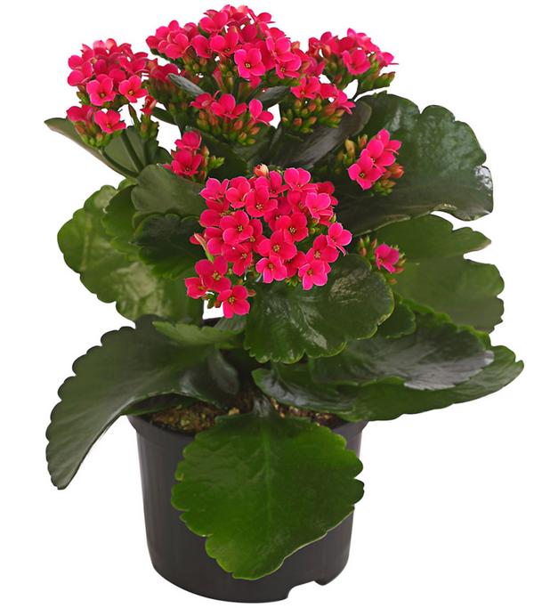 Flammendes Käthchen - Kalanchoe blossfeldiana