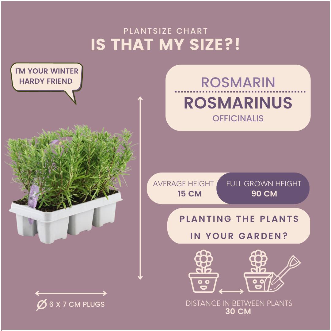 Romarin - 12 packs de 6