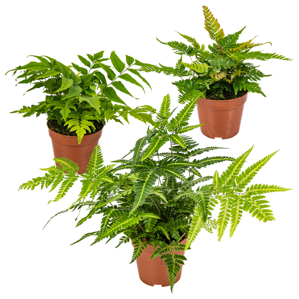 3x fern mix - fougère d'extérieur - fougère - rustique - ⌀12 cm - ↕20-30 cm