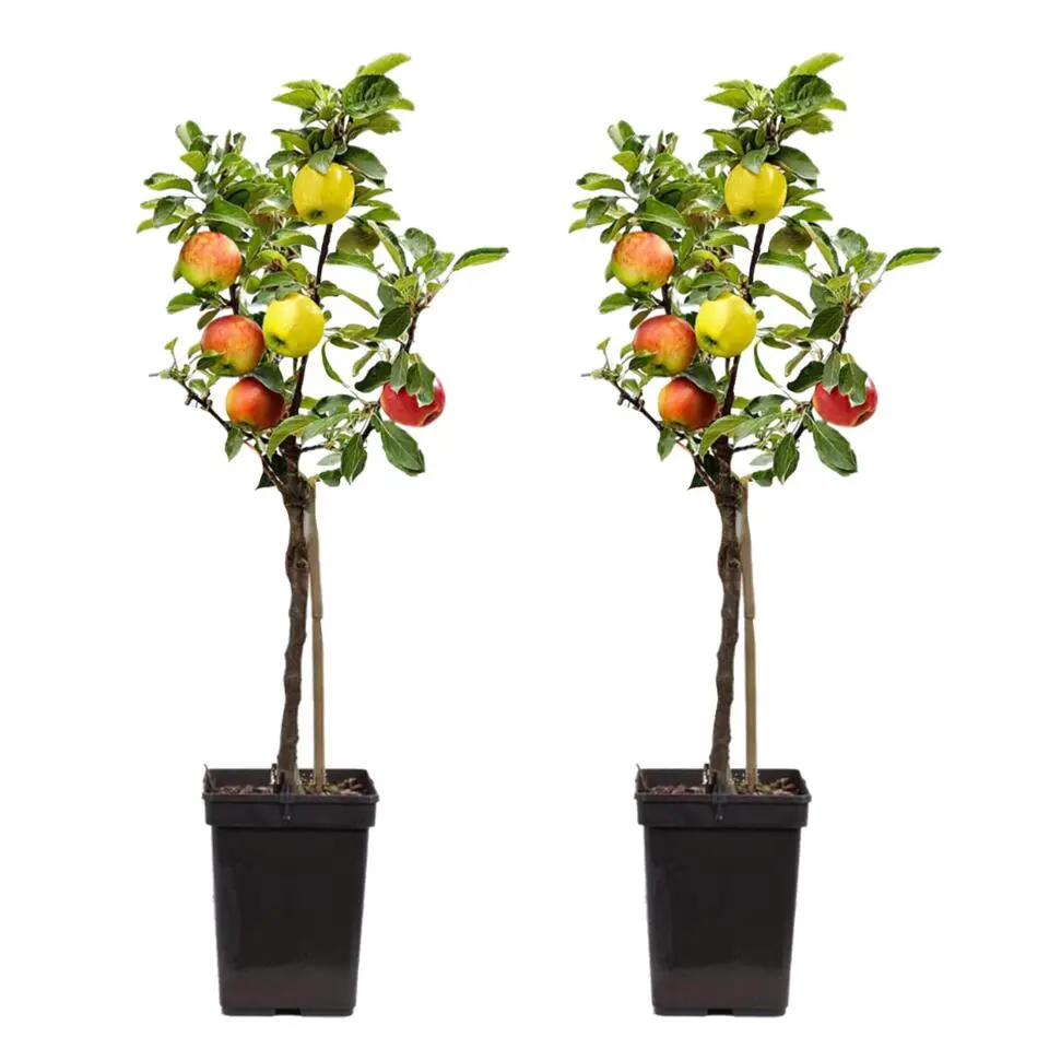 Klassieke Appelmix - Set van 2 - Malus - Hoogte 60-70cm - ⌀17cm