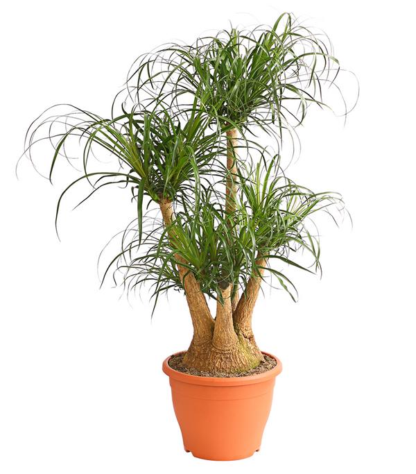 Elefantenfuß - Beaucarnea recurvata,