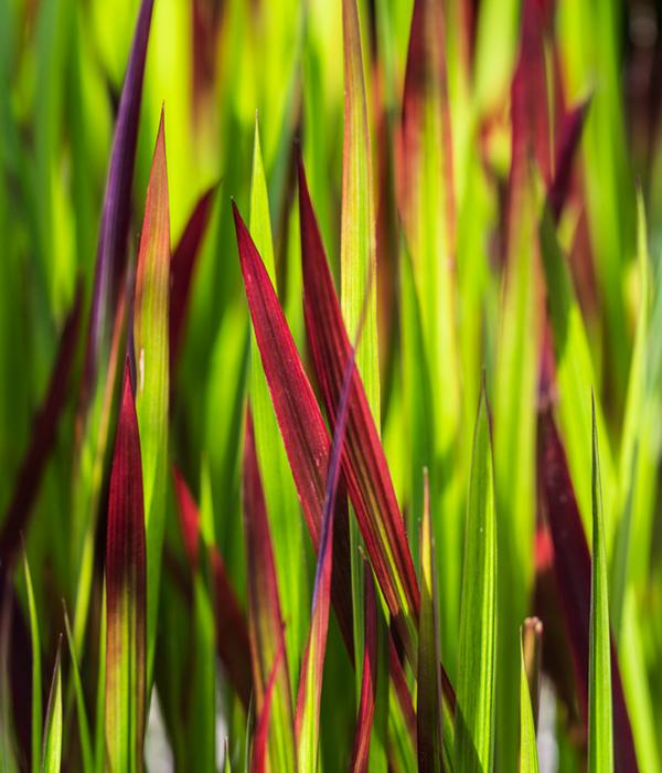 Japanisches Blutgras 'Red Baron'