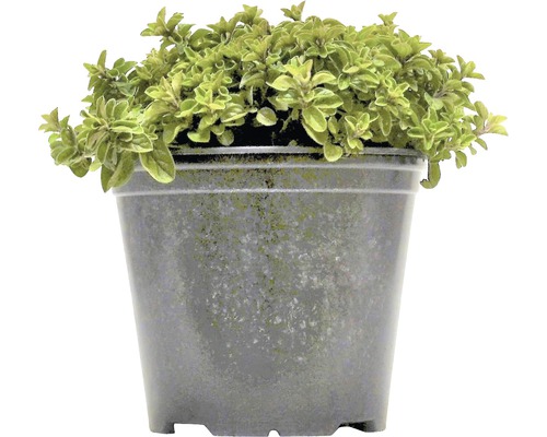 Oregano FloraSelf Origanum vulgare H 10-13 cm Co 1,2 L