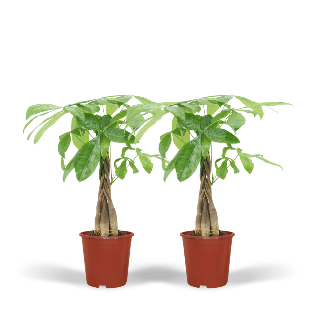 Plante d'intérieur - pachira aquatica - lot de 2 50cm