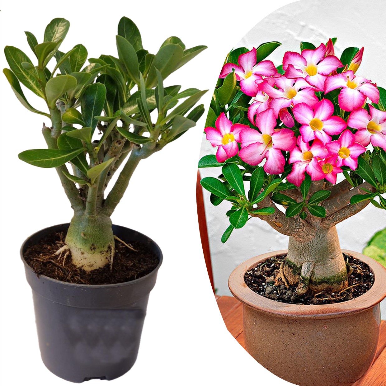 Adenium obesum - rosier du désert fleuri - pot 10.5cm - hauteur 25-40cm
