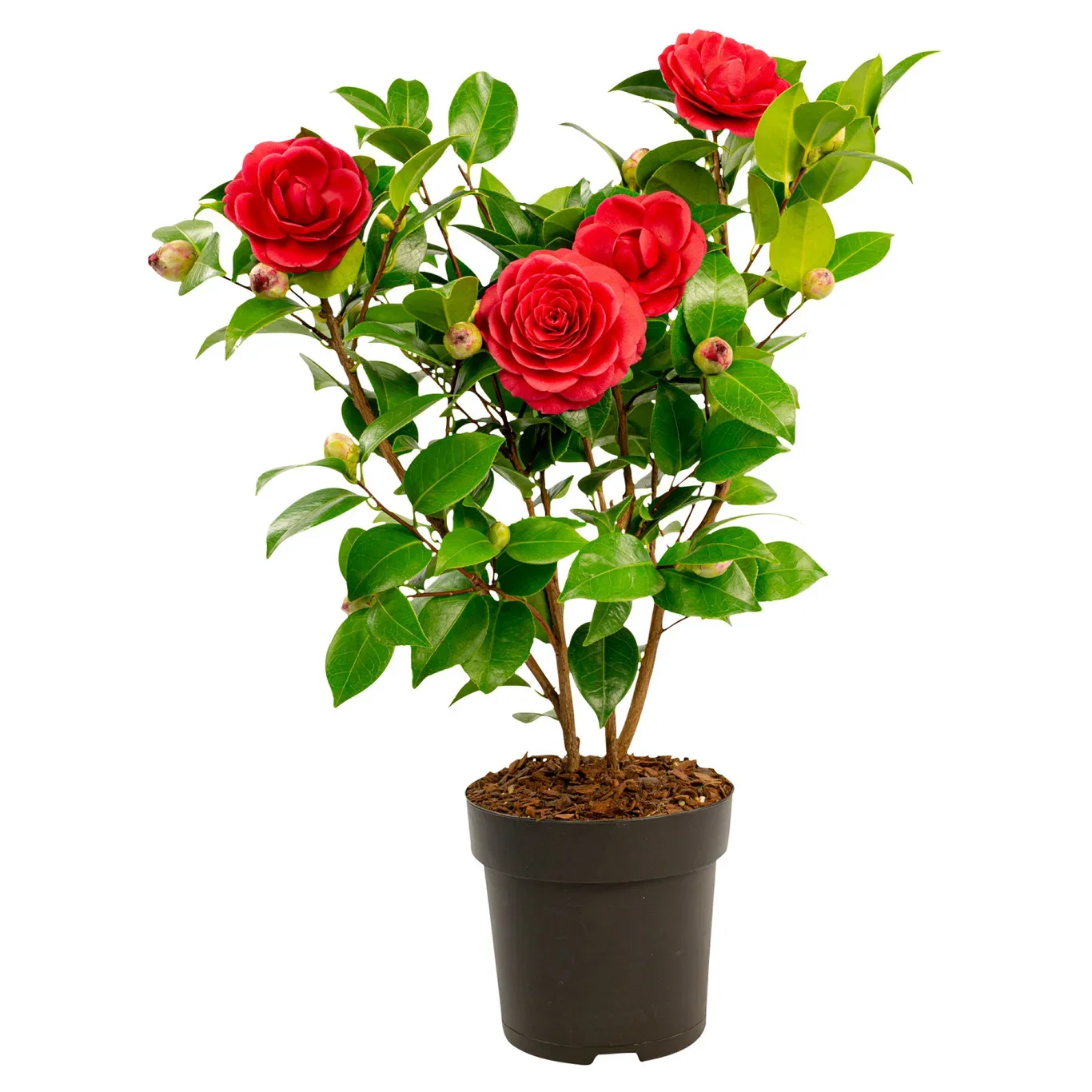 Camellia japonica 'Black Lace' Kamelia 'Black Lace' Ø15 cm