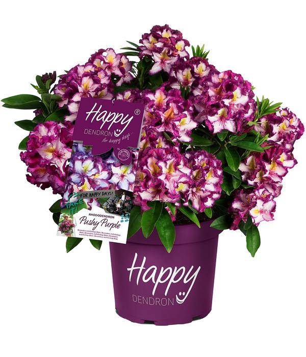 Rhododendron HAPPYdendron® Pushy Purple