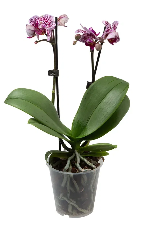 Phalaenopsis hybrid Orkidé Høyde 25 cm
