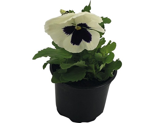 Pansy FloraSelf Viola wittrockiana Ø 9 cm pot willekeurige variëteitselectie