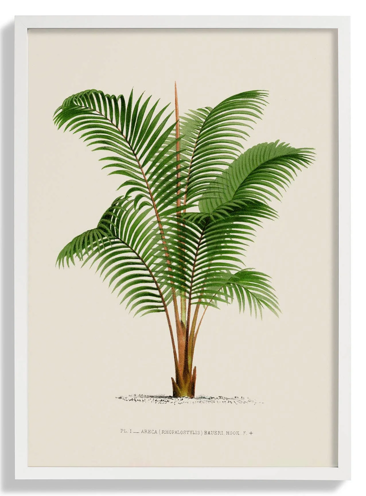 Areca Bauer Palm Tree Kunstdruck