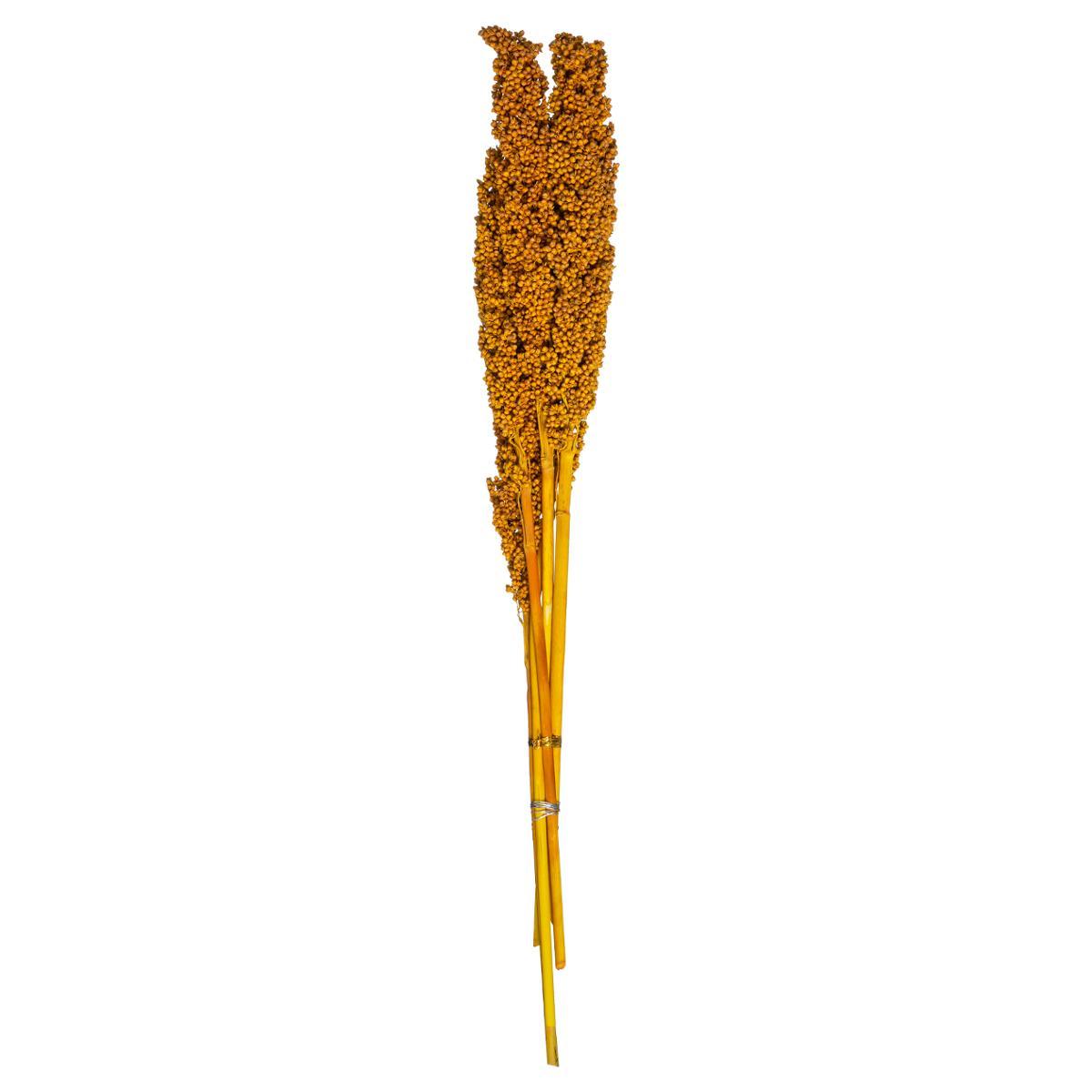 TIGES SECHEES NATUREL OCRE