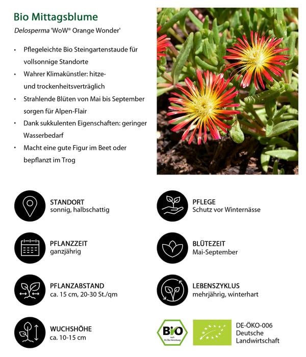 Bio Stauden-Set Trocken durch den Sommer,