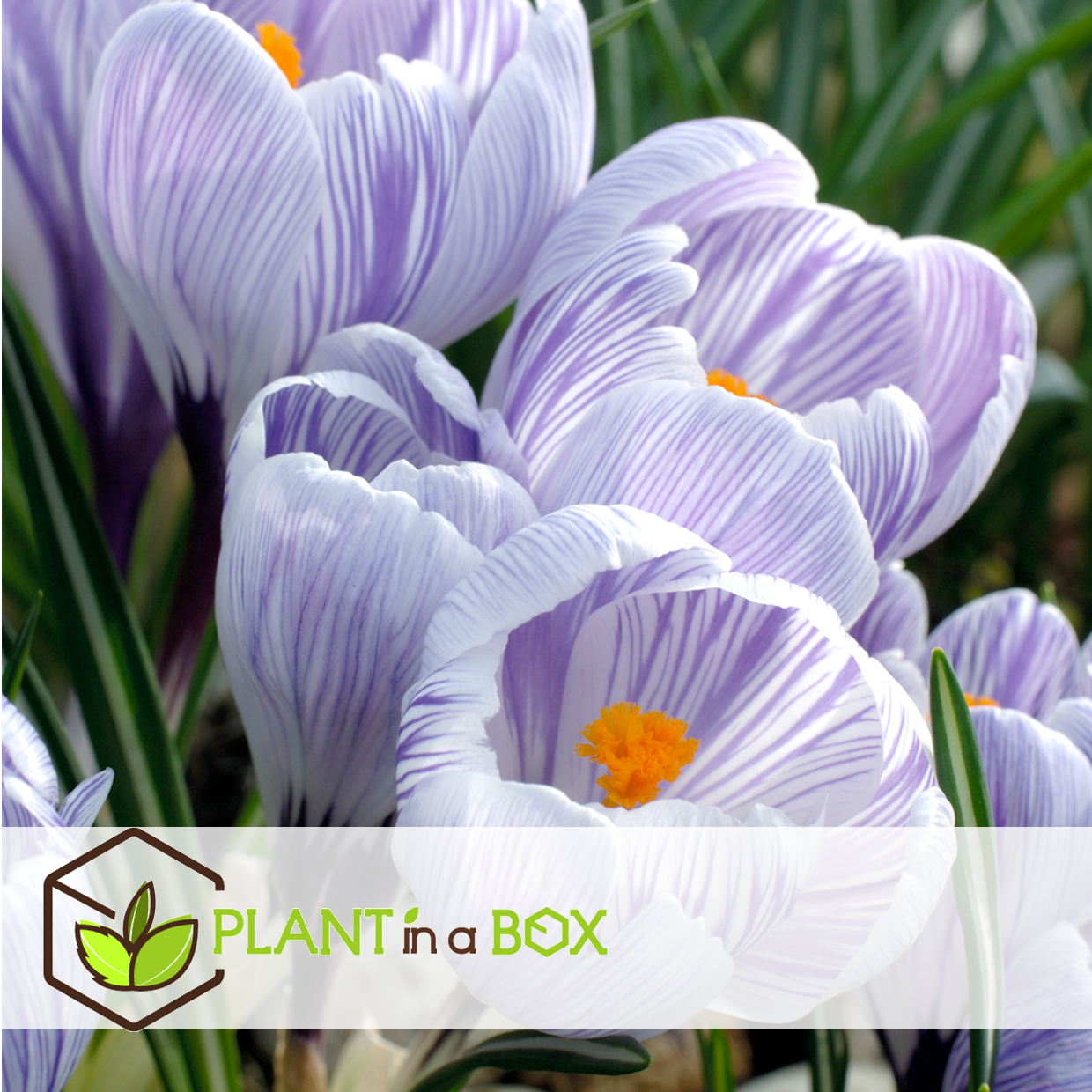 Crocus pickwick - bulbes à fleurs x30 - violet / jaune