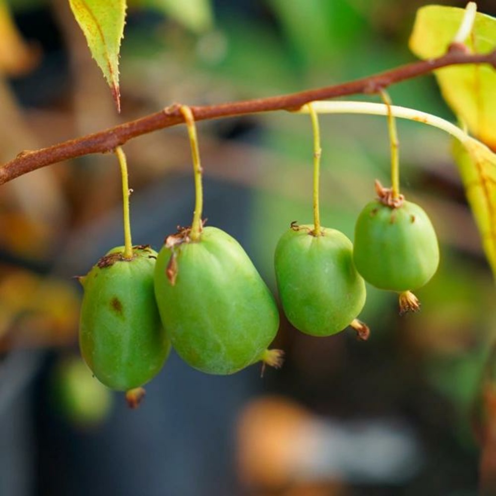 Kiwaï autofertile 'issaï' - actinidia arguta 3l