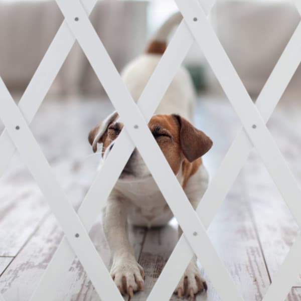 Uttrekkbar hundestang i hvit