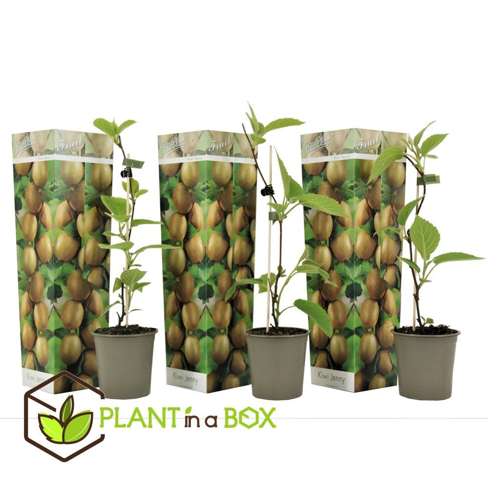 Kiwi actinidia 'jenny' - set de 3 - plantes de kiwi - pot 9cm - hauteur 20-40cm