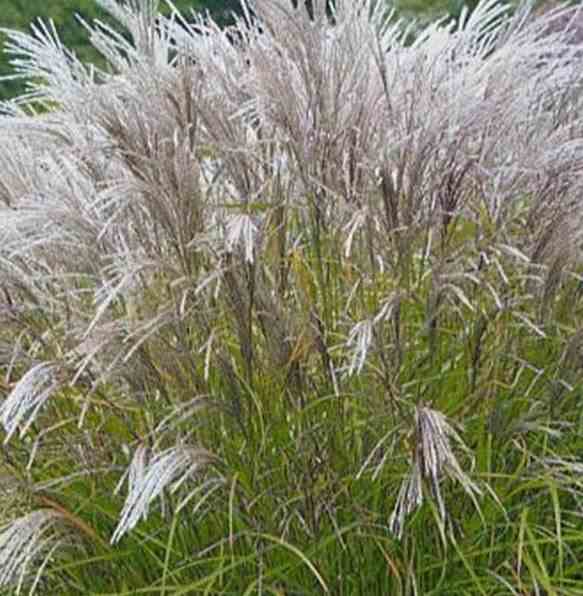 Miscanthus sinensis kleine silberspinne (roseau de chine, eulalie) taille pot de 5 litre - 0/120 cm
