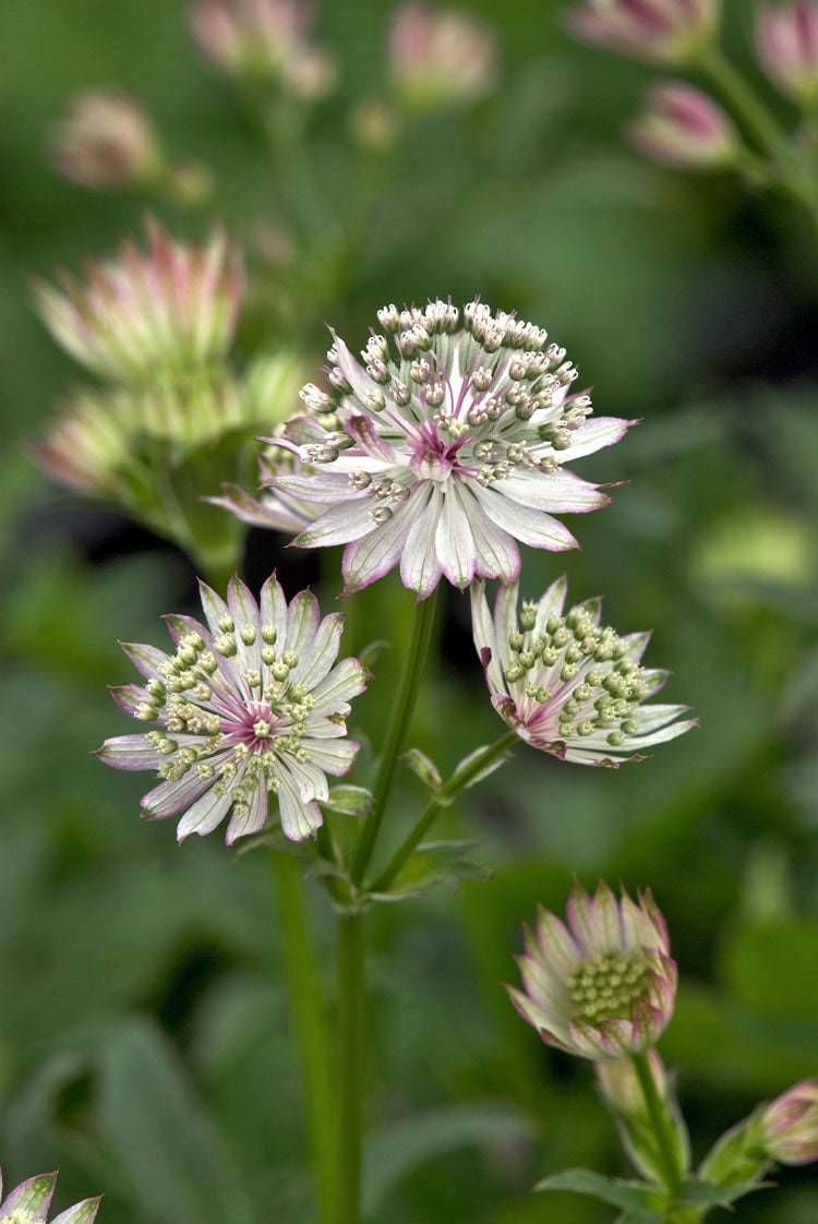 Zeeuws Knoopje (Astrantia major 'Claret') D 9 H 15 cm