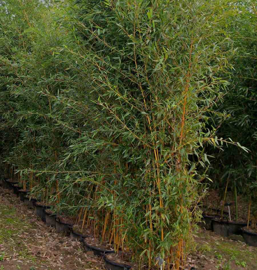 Phyllostachys aureosulcata aureocaulis taille pot de 15l - 120/150cm