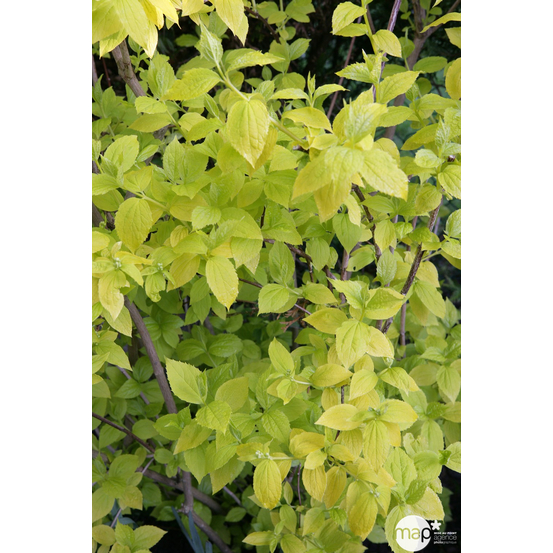 Philadelphus coronarius :H 125/150 ctr 15 litres