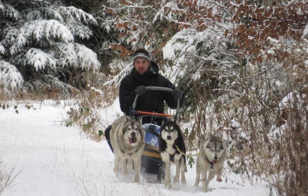 Husky & Schlittenhunde  in Bad Herrenalb als Geschenkidee