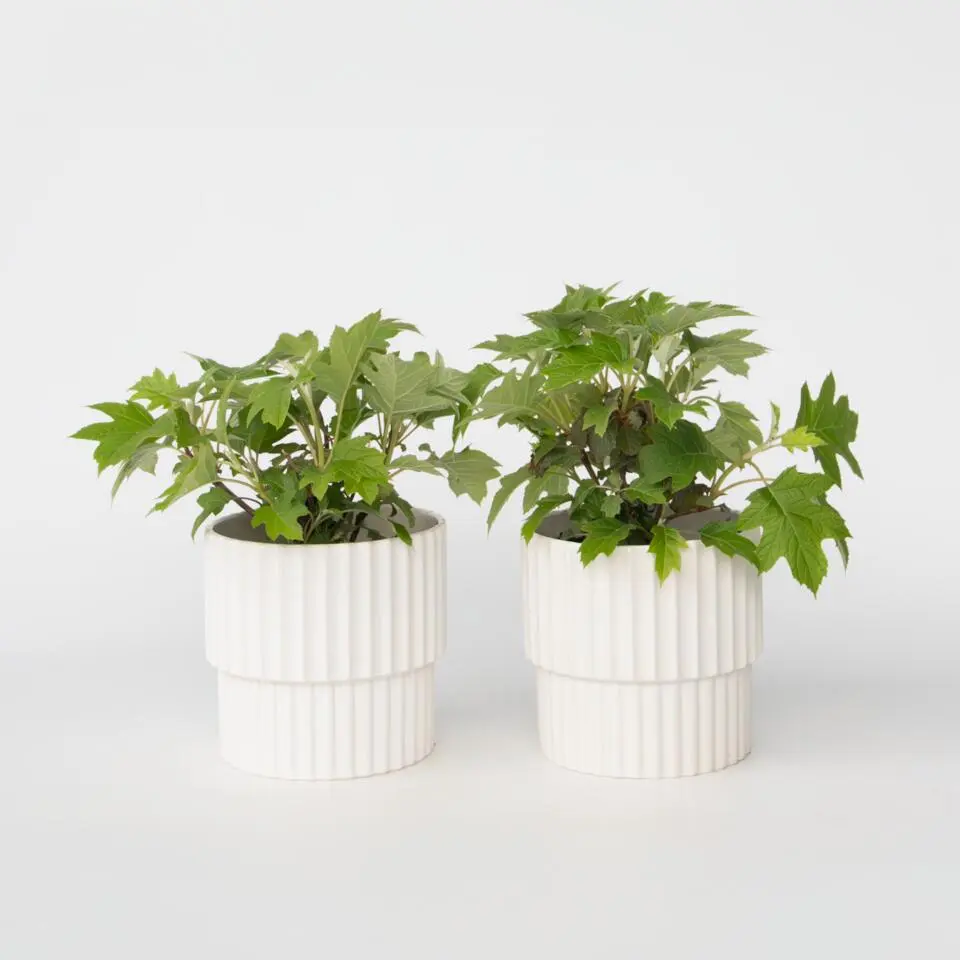 Hortensia - Set van 2 - Hydrangea 'Toy Soldier' - Hoogte 25-40cm - ⌀19cm