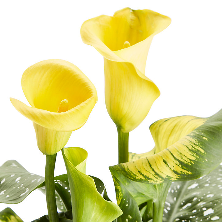 Arum d'Éthiopie , Assortiment, 12cm