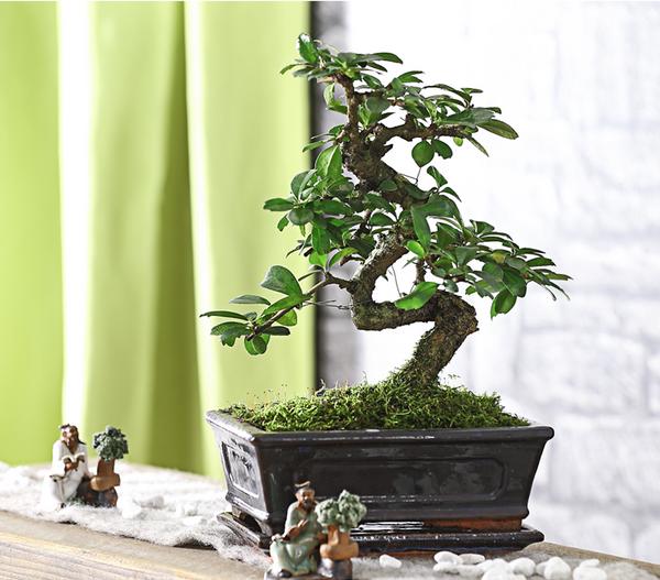 Bonsai Fukientee - Carmona microphylla, 8