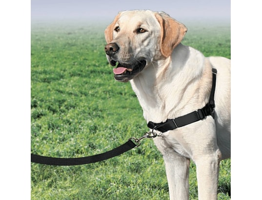 PETSAFE - Harnais de sécurité enfant Harnais pour chiens easy walk l noir
