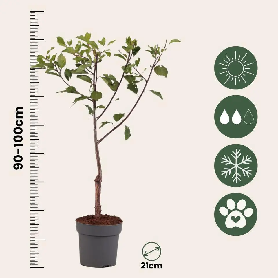 Pruimenboom - Prunus domestica 'Opal' - Hoogte 90-100cm - ⌀21cm