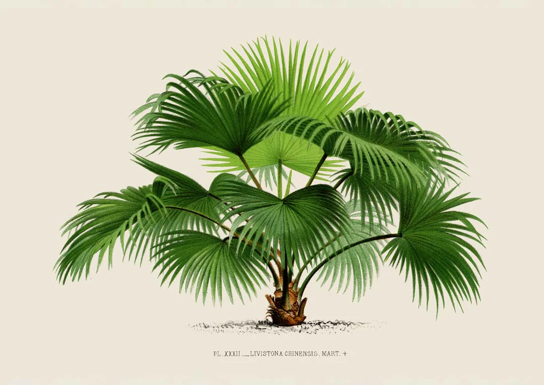 Livistona Chinesis Palm Tree Kunstdruck