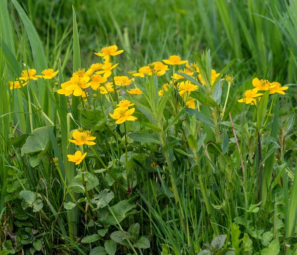 Sumpfdotterblume